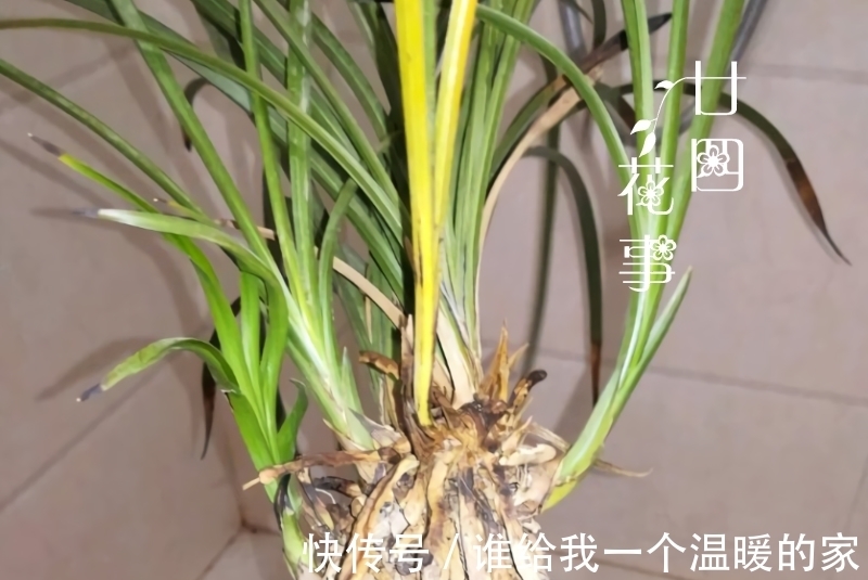 鳞茎|兰花发芽了,花友却又爱又恨,老师傅:这是海底芽