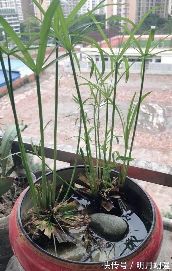 铜钱草|4种花“嗜水如命”,一刻也不能断水,缺了就蔫,看看你家有吗!