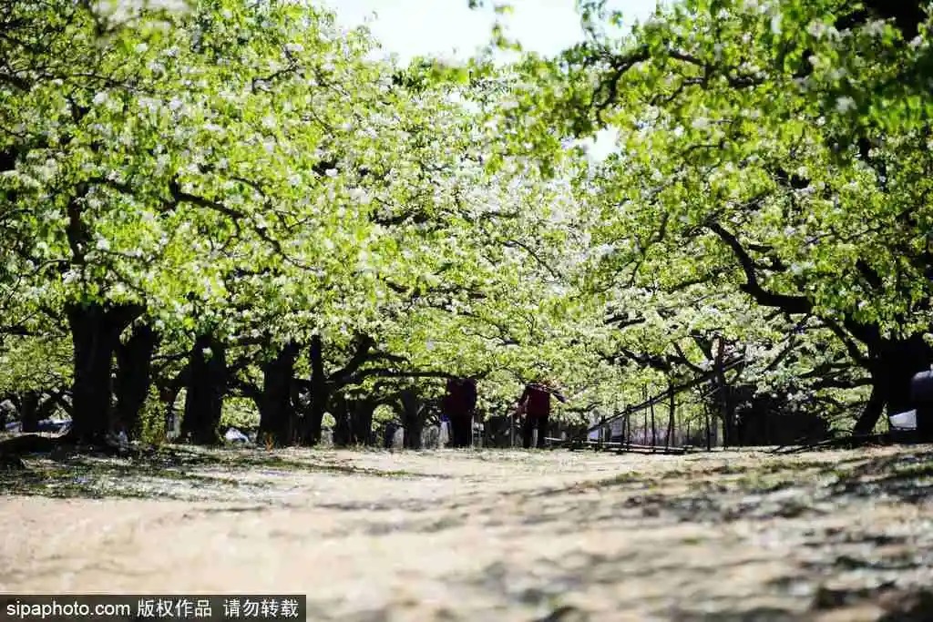 京城赏花！北京这几个地方梨花已开！花期不等人，快快约起来！