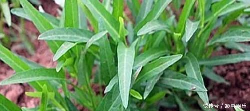 農(nóng)村一形似竹葉野草,曾是窮苦人救命菜,今一斤24元很稀罕
