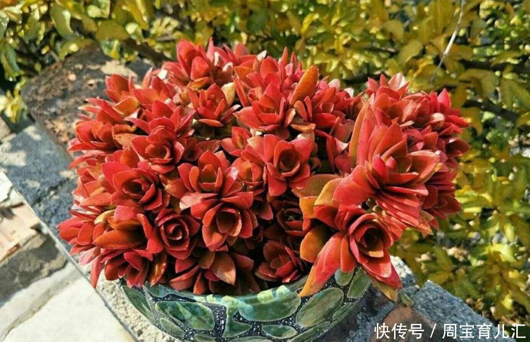 冬季火祭变绿啥原因?做好4点,颜色红得更鲜艳