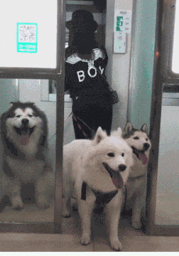 GIF|搞笑GIF:快看镜头,我要多拍几张留作纪念