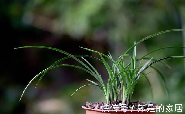 花盆|养兰花不会施肥怎么办?专为新手定制的技巧,不施肥养兰法