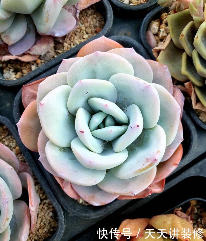 植物|初学者养多肉最容易犯的8个错误,最后一点八成人都会犯