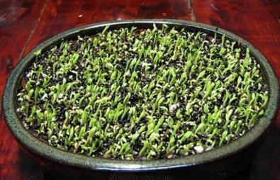 发芽|吃水果时挖一勺子,洗洗扔盆里,20天发芽成盆栽,结的果子吃不完