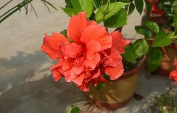 花根|盆栽植物该如何预防积水烂根用上''防堵塞'',花根越长越旺盛