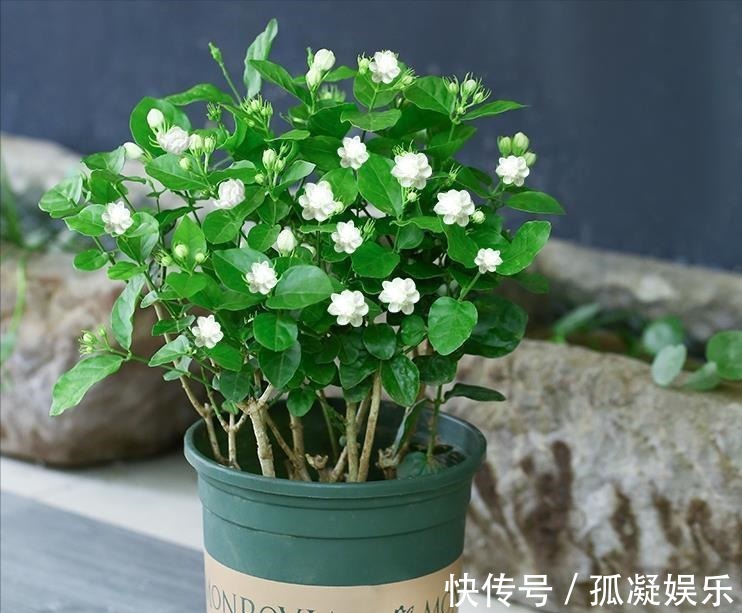 养茉莉栀子花，千万别用2种土，用了就黄叶，养一盆死一盆