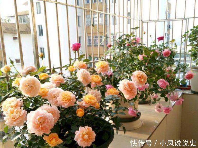 家里就养“4种花”,漂亮花期长,开花多又美,一整年开花!