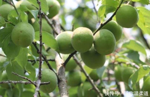  找病|海带与此物老死不相往来一起“入嘴”，是在没病找病