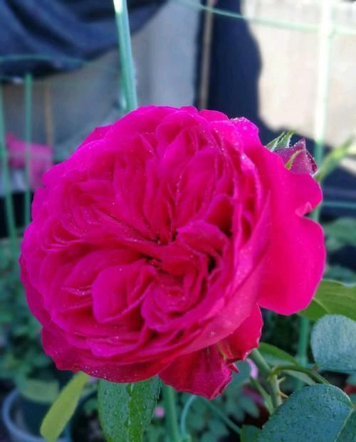  发黄|同样的养护条件，为什么龙沙宝石月季叶子发黄而其它月季长得好