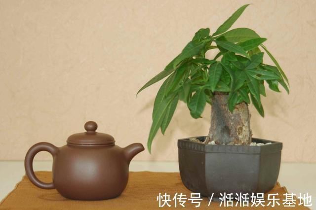 叶子|发财树最怕这几个点,平日养护要注意,不怕黄叶烂根养不活