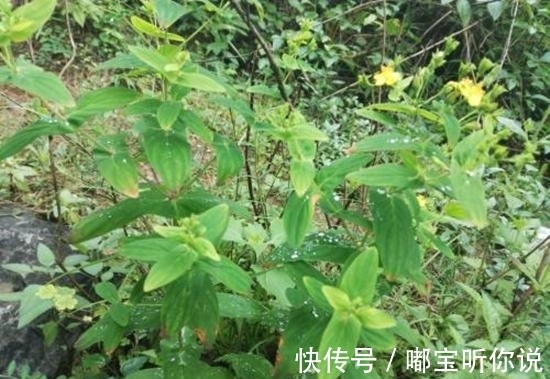 祛风通络|农村有一种野草,有着祛风通络的功效,还能拿来炒菜?