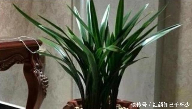花生壳|室内养兰就选墨兰,养它避免“3怕”,叶绿新芽多,年年都开花