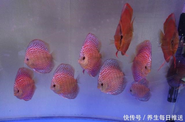 一招解决鱼缸里杂物过多的问题,再学不会,我们就别养观赏鱼了!