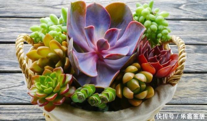 旺财|5种多肉植物能旺财,好看好养又不贵,不养几盆可惜了