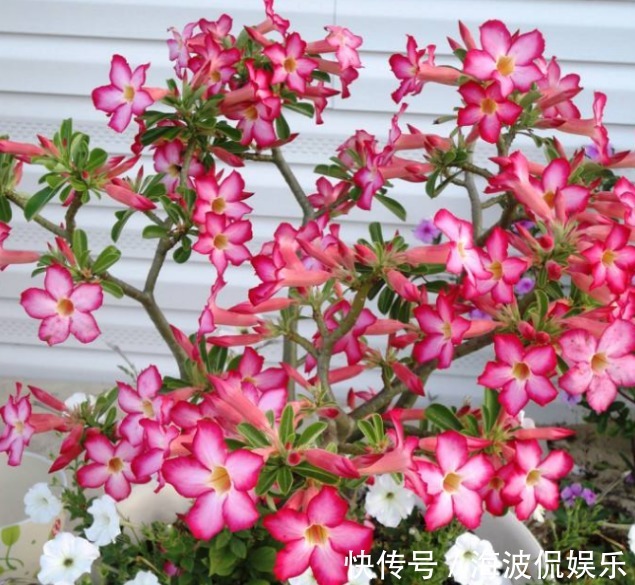 养护|新手养护花卉，就选好养易活、极耐旱的花卉，花开爆满枝！