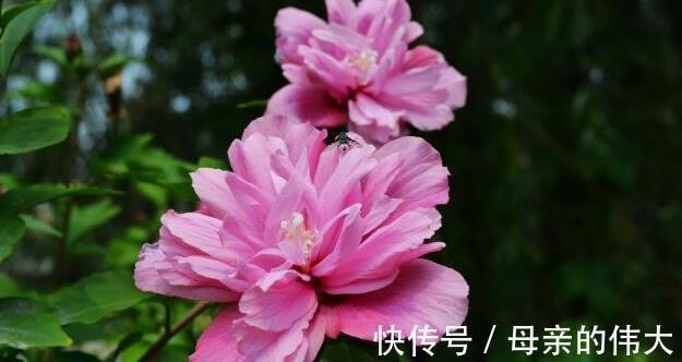 呢木槿花|木槿花该怎样种植呢木槿花养殖方法和注意事项