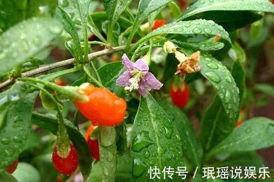 提高免疫力|以前农村一种无人问津的野果,现在卖90元一斤,可以提高免疫力