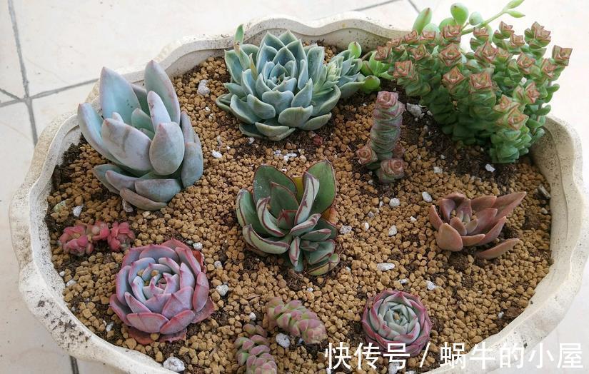 花土|给多肉上盆该注意的细节问题