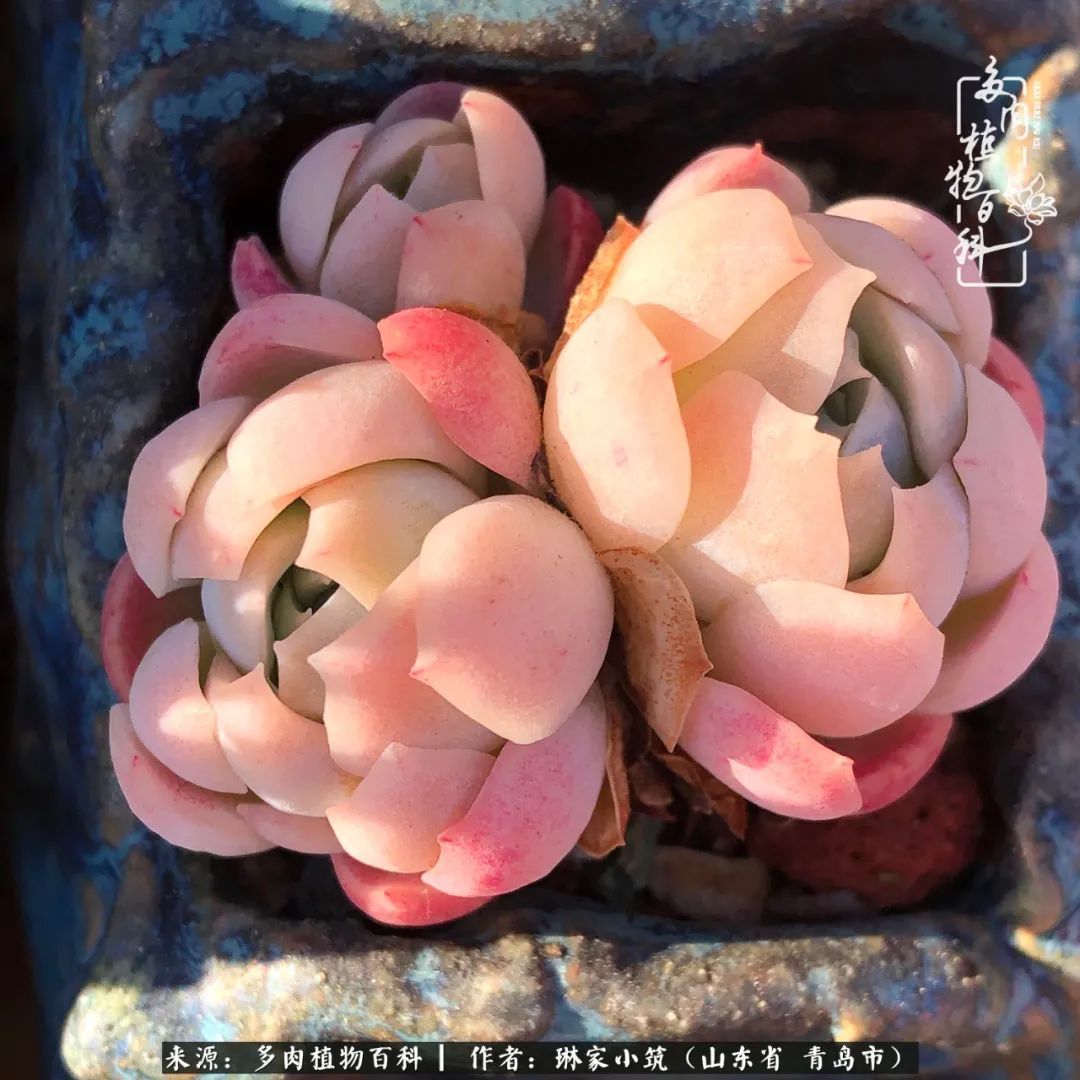 多肉|有史以来最厉害的一场寒潮，治好了我养多肉这些年的“坏毛病”
