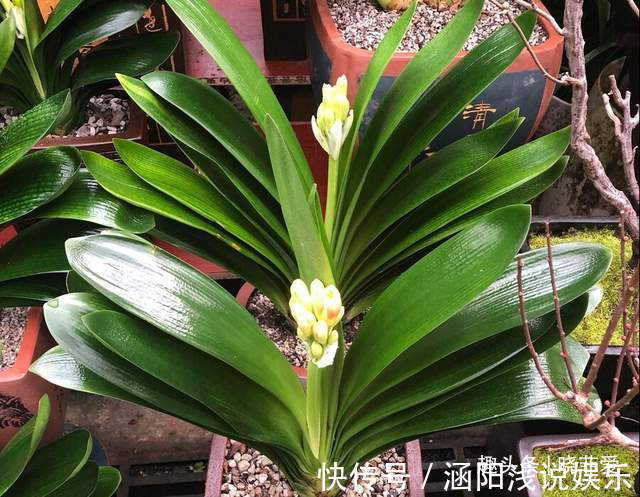 啤酒|君子兰2大“嗜好”,促进轻松“爆盆”,叶子油绿开花艳