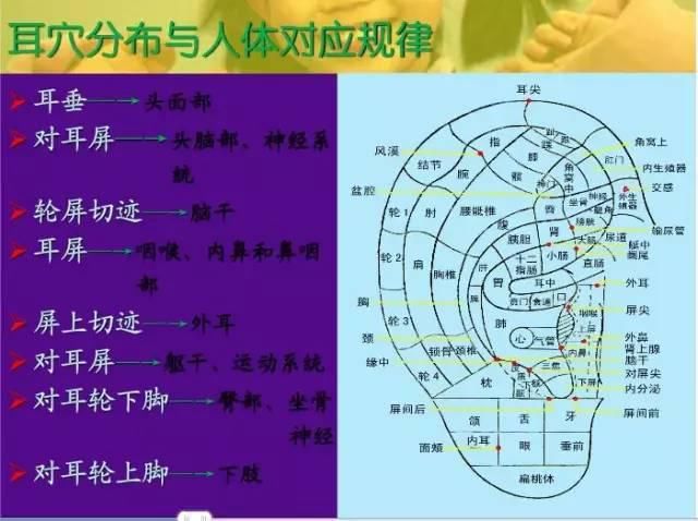  交感|十种常见病耳穴疗法