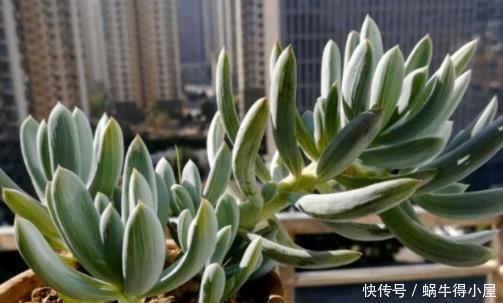 高级感|韵味十足的多肉蓝松，蓝色调满满高级感，皮实好养，长成群生老桩