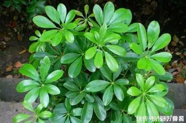 佛手柑|养花不如种树!这4种“招财树”，寓意都很好，给钱你也别卖