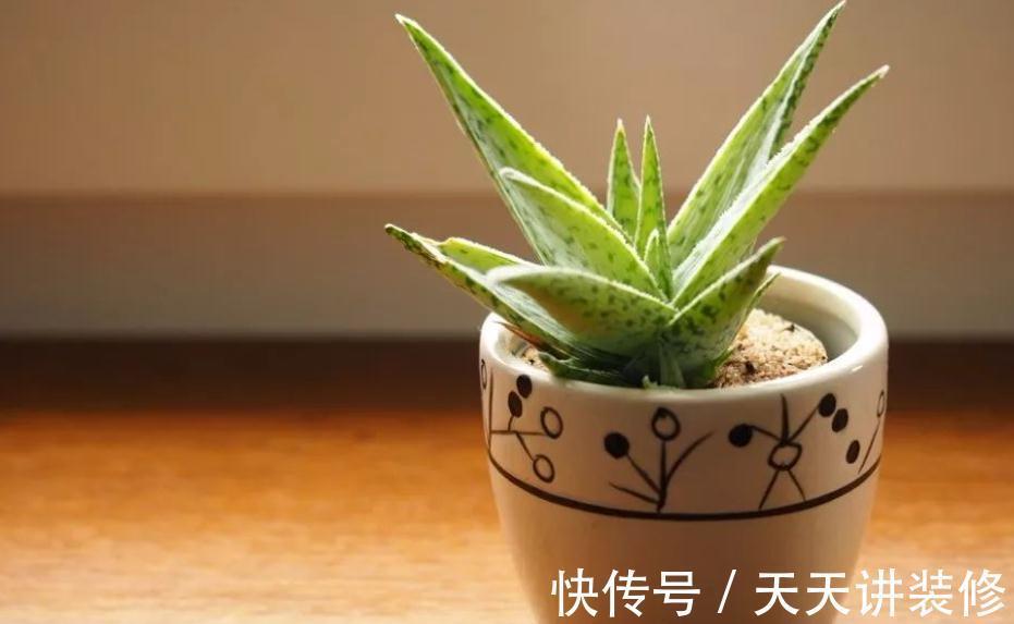 气温突降,盆栽芦荟该注意这些事项,不然茎叶全化水