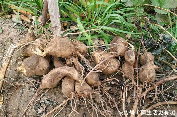 此“花”属世界名花,开花有“脸盆”大,跟“地瓜”一样好种!