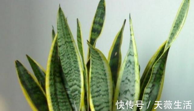 金钱树|客厅4种“耐旱”花,30天不浇水,反而爆盆,枝粗叶绿适合懒人