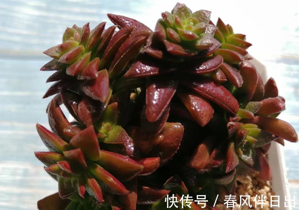 叶片|秋天拯救猪肝色多肉,晒对阳光很重要,清洗植株这步也不能忽略