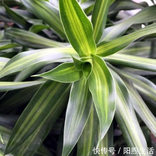 绿植|在家养4种大型观叶绿植,把家里变成天然氧吧,大大提升空气质量