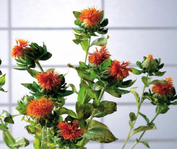 盆栽|夏季花卉叶黄，容易枯萎怎么办？掌握养花3种秘诀，花朵开的更旺