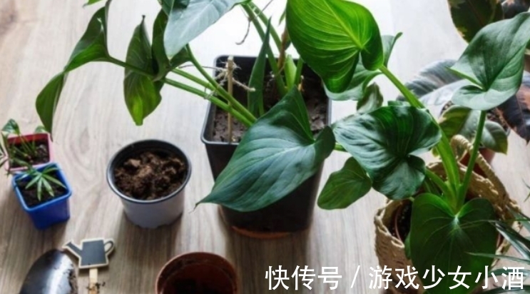 盆栽|这3种情况下,给植物换盆土,结果无异于“自掘坟墓”