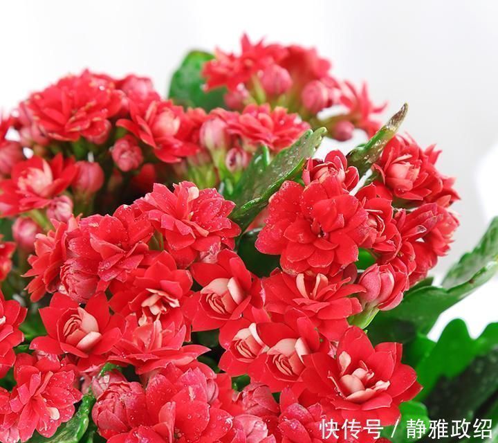叶片|快扔掉家中发财树，真正好看还能净化空气的是这几种，高级又漂亮