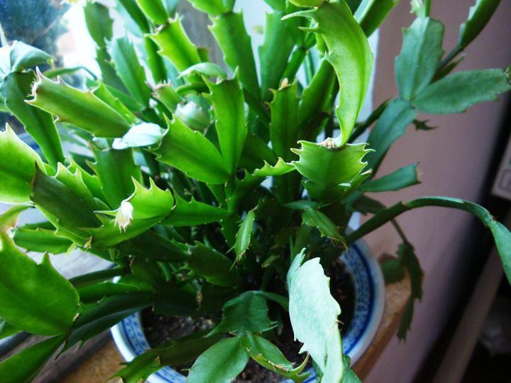 植物|秋天养蟹爪兰,几个关键方法,养得叶子油亮亮,开花爆盆