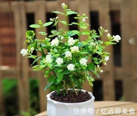 养茉莉花,“3件小事”做到位,就可以“静待花开”,且花大味香