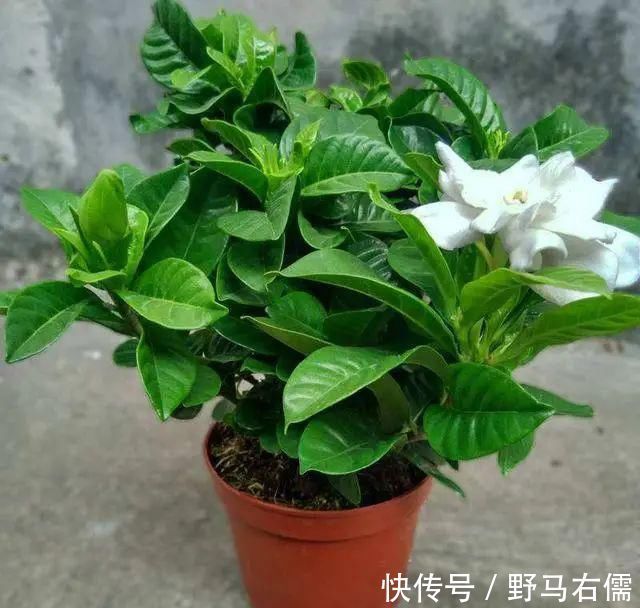 富贵竹|爱喝“啤酒”的4种花,隔几天喝1杯,不施肥也呼呼长