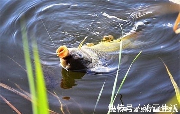 野钓钓位不要相邻太近,孤单一些更加容易爆护