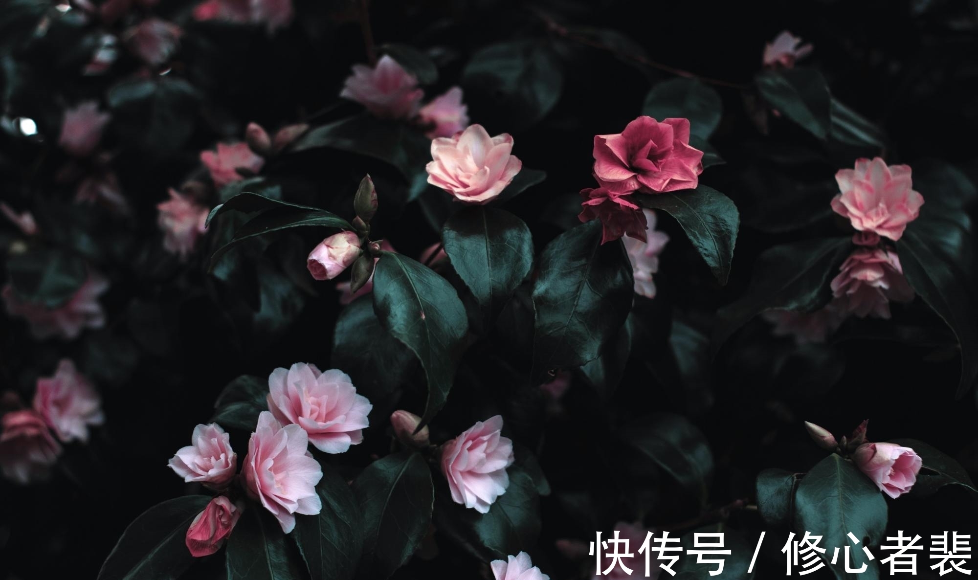 伤春悲秋!欧阳修写给少年的一首诗,开头14字豁达,结尾10字却十分尖锐