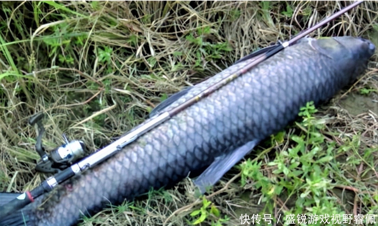 野钓浅水,应注意什么?做到这5点,水浅1米,大鱼爆竿