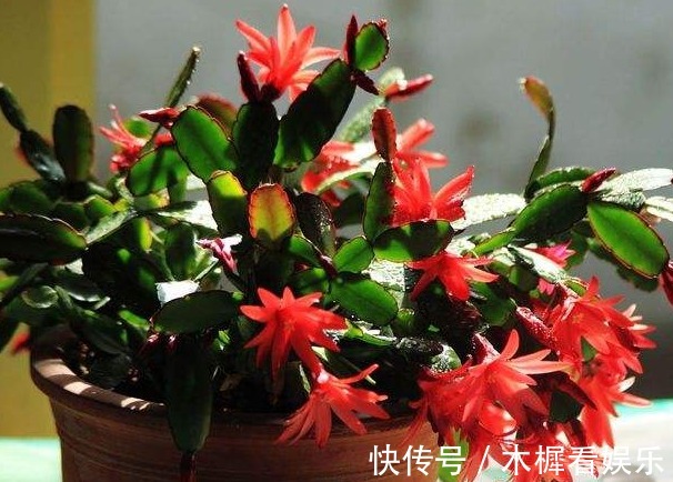 蟹爪兰、长寿花开花之后,简单1招,不出一月又挂满花苞,第二春