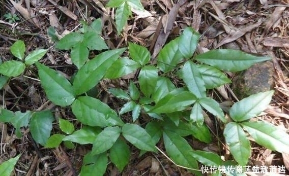 農(nóng)村一種“長腿”的草,老人們稱為“仙藥”,現(xiàn)在城里一斤600元