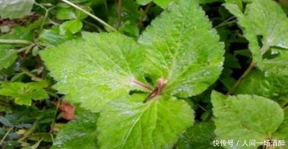 女性养生,学会吃的食物,不仅排毒抗衰,养护血管,还增强抵抗力