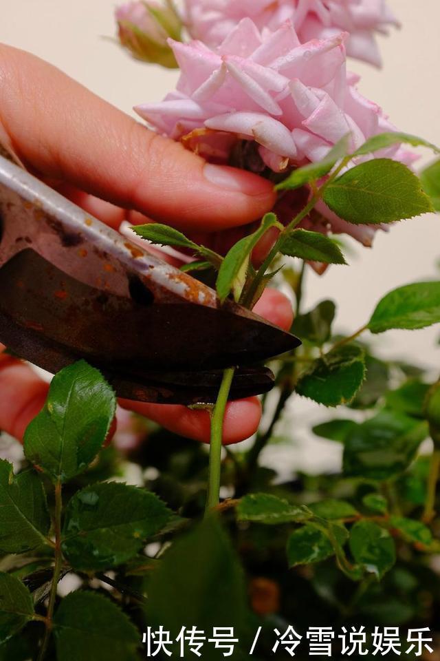 扦插月季，就选“1种”枝条，生根快、易成活，30天成为月季大户