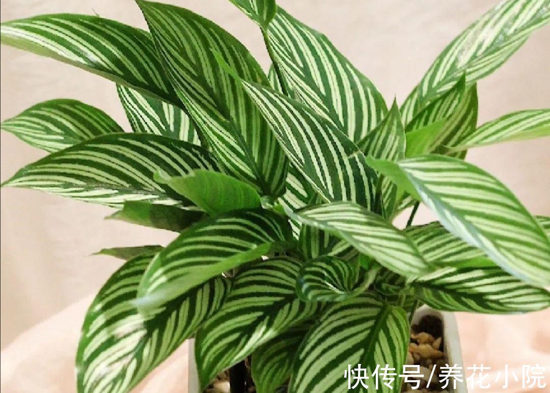 开花类|家里阳光少，可养8种喜阴的植物，好养又漂亮