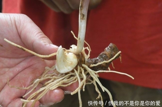 在农村这种野草随处可见,关键时刻能救命