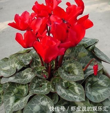 花苗刚买来时枝繁叶茂花团紧促,可过上几天就不行了,是什么原因