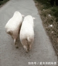 |搞笑GIF:姑娘你的头好重啊,吓着汪星人了,还能不能让它好好睡觉了